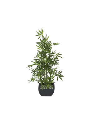 potted bamboo black terracotta 91cm