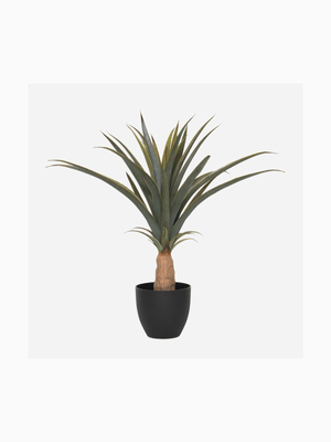 Potted Pineapple Plant 75cm