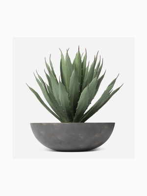agave in paper mache bowl 38x34cm