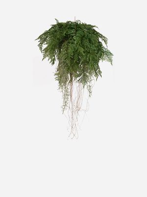 hanging fern and roots large 147.32cm