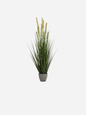potted foxtail in melamine pot 122cm