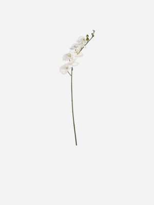 stem butterfly orchid white 90cm