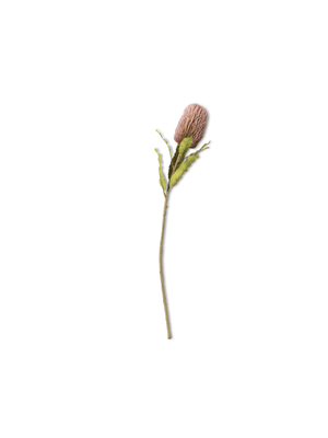 banksia stem dark pink 64cm