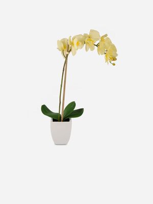potted orchid curved stem yellow