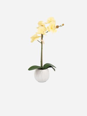 orchid straight stem yellow