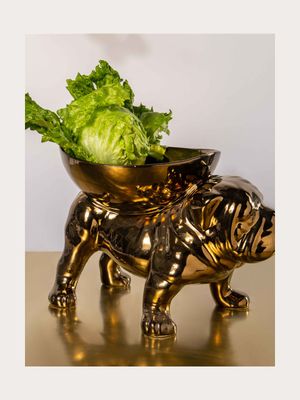 rialheim brutus bull dog bronze 27cm