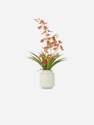 Exotic Orchid In Pot 60cm