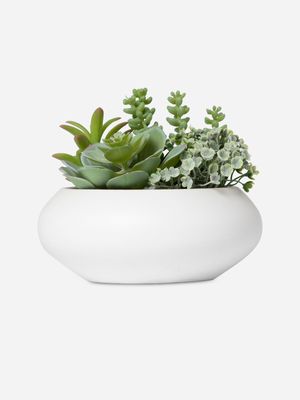 Mixed Succulent in Ceramic Pot 15cm