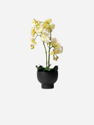 3 Stem Orchid White In Ceramic Black Pot 60cm