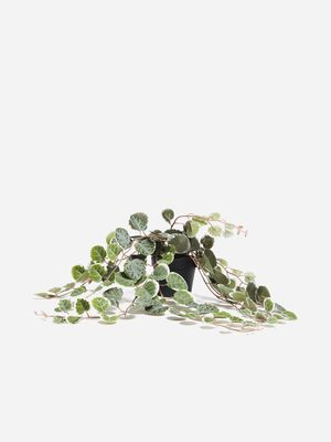 Jet Home White/Green String Of Turtles Plant