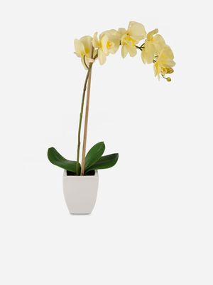 potted orchid curved stem yellow