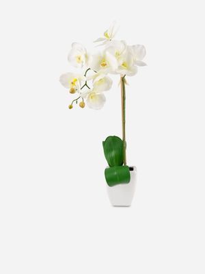orchid curved stem white 68cm