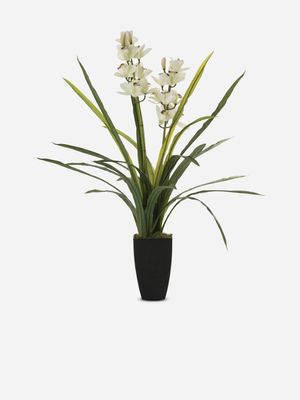 cymbidium orchid white black pot 90cm