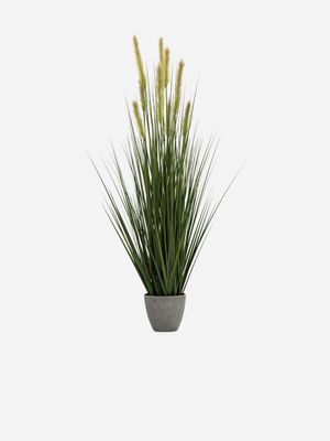 potted foxtail in melamine pot 122cm