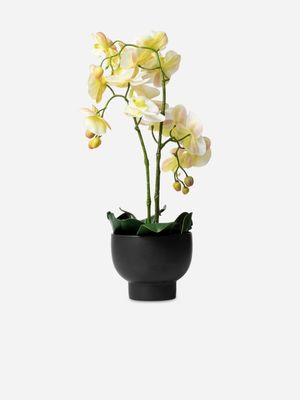 3 Stem Orchid White In Ceramic Black Pot 60cm