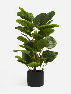 Jet Home Calathea Prayer Plant