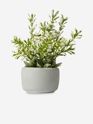 Soft Flower Plant In Cement Pot 27cm