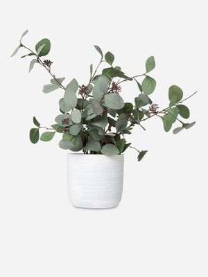 Eucalyptus in Cement Pot 58cm