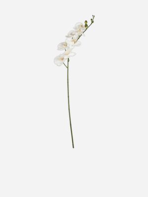 stem butterfly orchid white 90cm