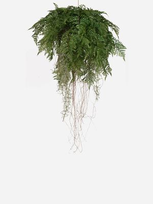 hanging fern and roots large 147.32cm