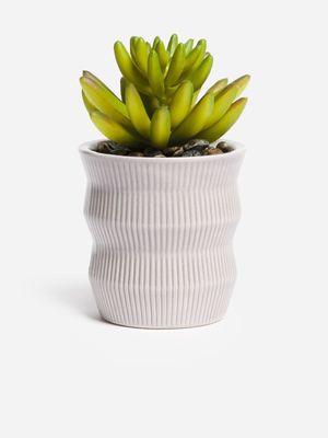 Jet Home Grey Rib Succulent Plant