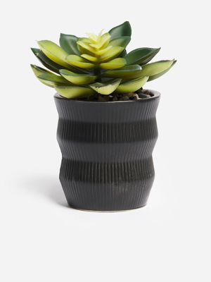 Jet Home Rib Succulent Plant