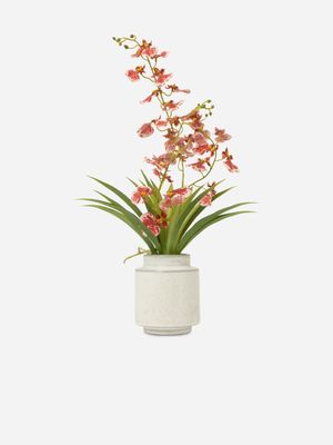 Exotic Orchid In Pot 60cm