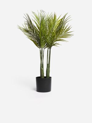 Jet Home Majesty Palm Plant