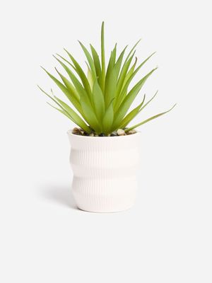 Jet Home White Rib Succulent Plant