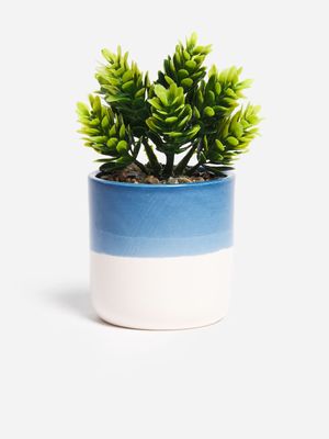 Jet Home Blue Ombre Succulent Plant