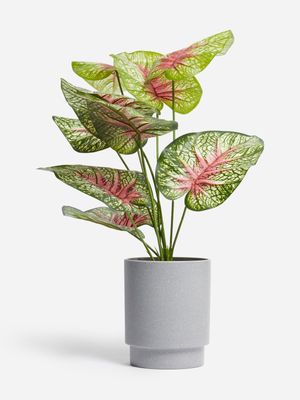 Jet Home Large Caladium Plant