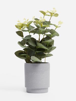 Jet Home Small Eucalyptus Potted Plant