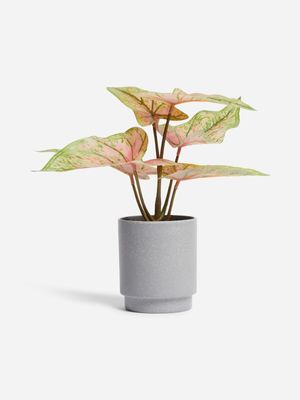 Jet Home Small Caladium Potted Plant