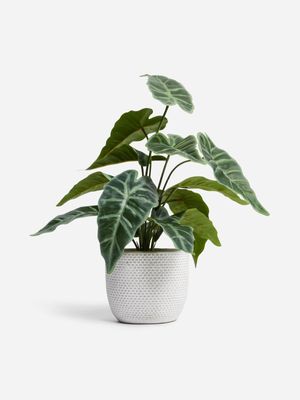 Jet Home Alocasia Potted Plant