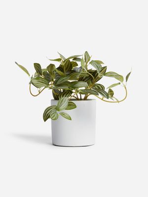 Jet Home Small Pepermonia Potted Plant