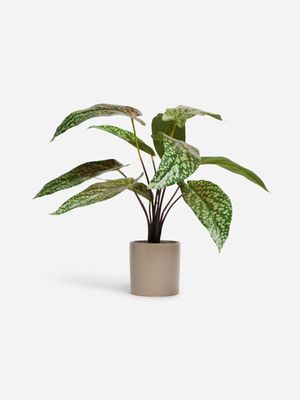 Jet Home Large Snow Bagonia Potted Plant