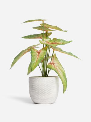 Jet Home Angel Wing Caladium Potted Plant