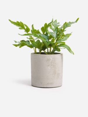 Jet Home Doryoteris Small Potted Plant