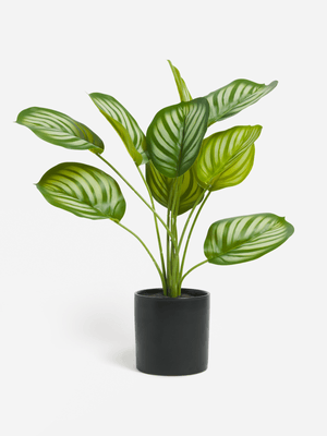 Jet Home Peacock Large Potted Plant