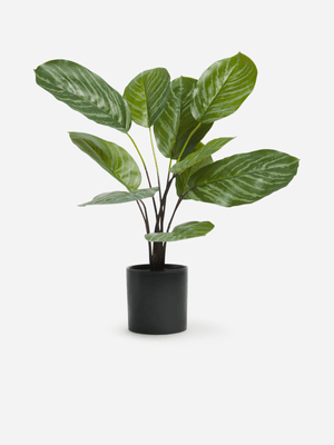 Jet Home Calatheas Large Potted Plant