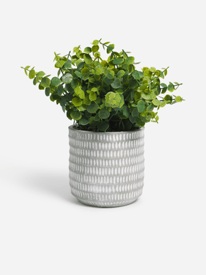 Jet Home Bushy Tea Leaf Potted Plant