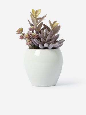 Mixed Succulents In Ceramic Pot Pink 21 x 15cm