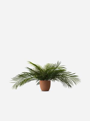 Faux Palm In Pot 100 x 55cm