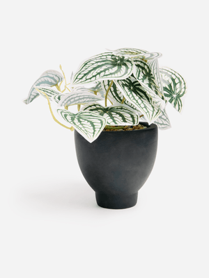 Jet Home Assorted Leaves Potted Plant