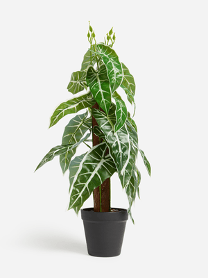 Jet Home Trail Plant Potted Tall Plant