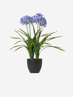 Faux Agapanthus Plant Blue 60cm