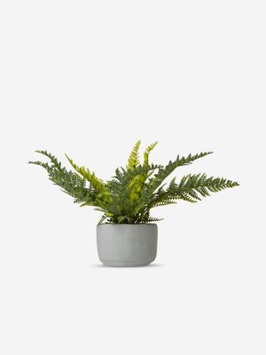 Boston Fern In Cement Pot 26cm