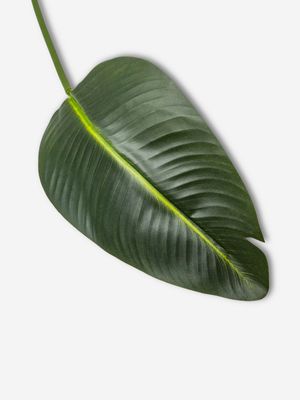 Faux Travellers Palm Leaf 76cm