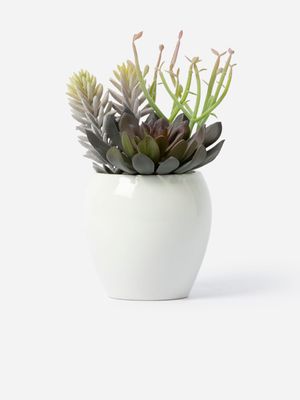 Mixed Succulents In Ceramic Pot Dark 21 x 15cm