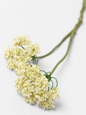 Queen Annes Lace Stem White